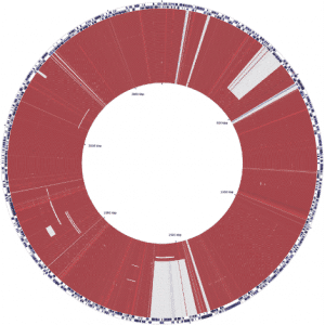 Chromosome Sequence of Burkholderia pseudomallei